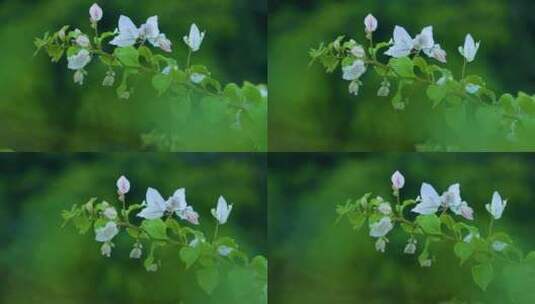 唯美视频画面雨后三角梅花朵高清在线视频素材下载