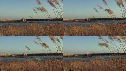 秋景 秋冬季节 海边湖边芦苇空镜高清在线视频素材下载