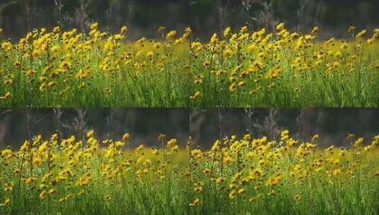 野菊花花园高清在线视频素材下载