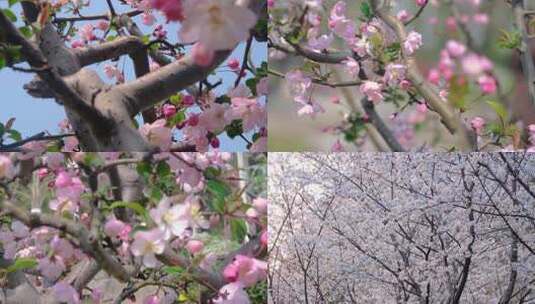 春天秋天樱花树枝叶植物风景视频素材高清在线视频素材下载