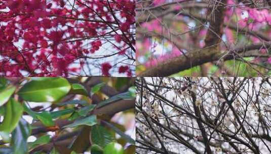 植物园公园梅花花朵开花春天风景视频素材高清在线视频素材下载