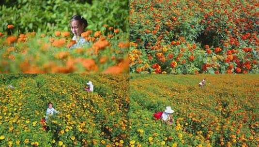 菊花万寿菊丰收采摘农民农村农业乡村振兴高清在线视频素材下载