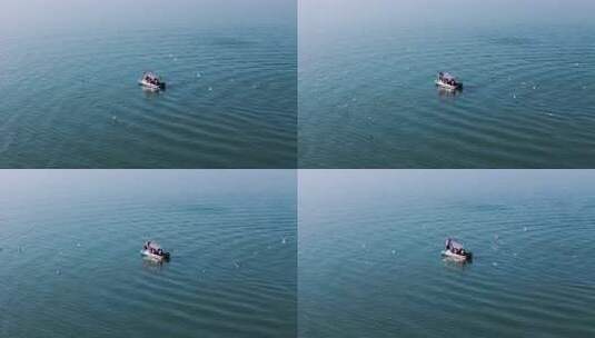 洛阳嵩县陆浑水库湿地生态海鸥高清在线视频素材下载