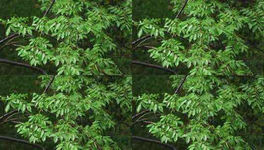雨后绿色树枝清新自然高清在线视频素材下载
