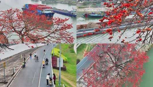 佛山尖东百年网红木棉花高清在线视频素材下载