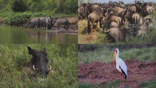 非洲肯尼亚野生动物高清在线视频素材下载
