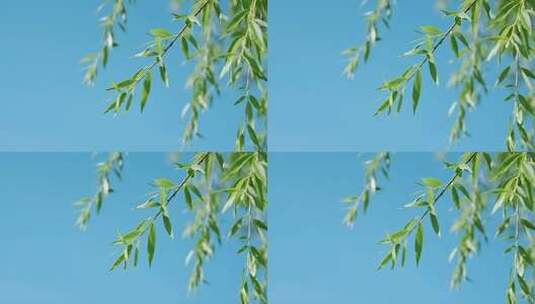 处暑白露柳树飘扬唯美清新自然视频高清在线视频素材下载