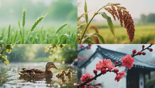 下雨春雨谷雨惊蛰万物生长复苏高清在线视频素材下载