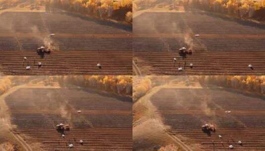 4K航拍内蒙乌兰布统农民在田地里耕作高清在线视频素材下载