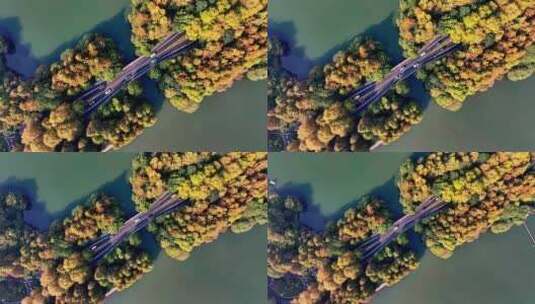 中国杭州西湖杨公堤秋日美景高清在线视频素材下载