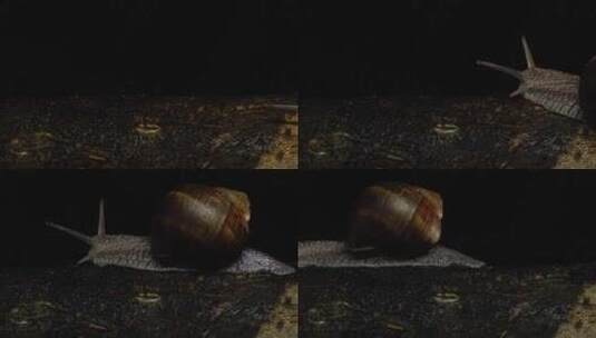 蜗牛 小蜗牛 励志高清在线视频素材下载