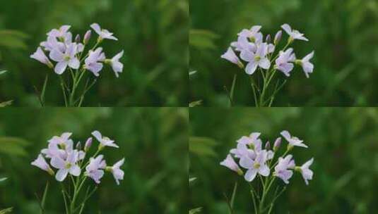 特写盛开的小紫花高清在线视频素材下载