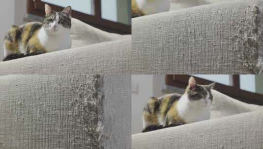 沙发上玩耍的小猫咪高清在线视频素材下载