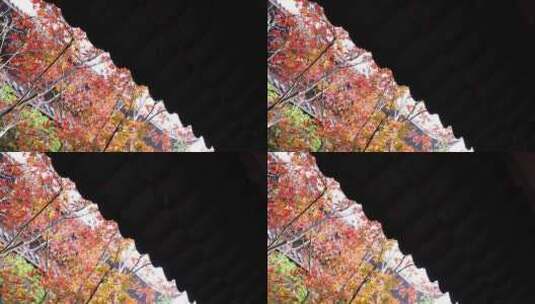 秋天江南古风建筑旁色彩鲜艳的枫叶高清在线视频素材下载