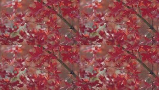 红枫树枝树叶高清在线视频素材下载