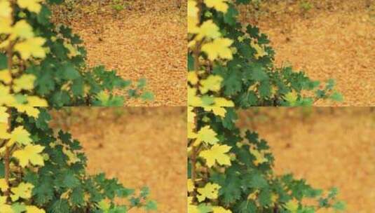 秋天落叶高清在线视频素材下载