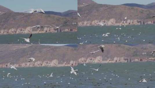 洱海飞翔的海鸥高清在线视频素材下载