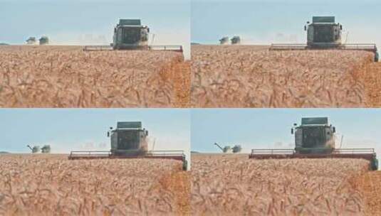 丰收收割机收麦子高清在线视频素材下载