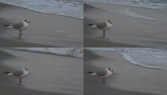 海边沙滩上站着的海鸥高清在线视频素材下载