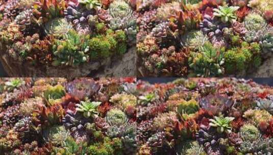云南大理沐浴日光的多肉植物高清在线视频素材下载