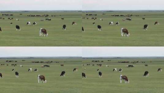 呼伦贝尔秋天的草原马群牛群240高清在线视频素材下载