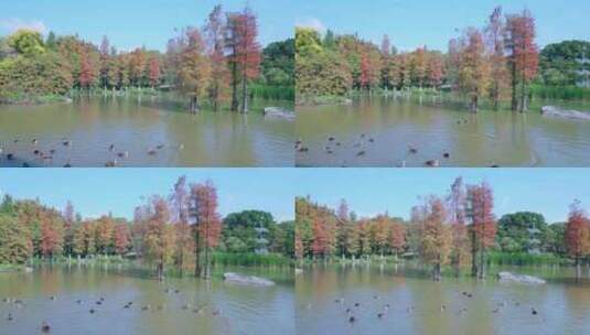 广州海珠湖公园水杉落羽杉红叶与一群鸭子高清在线视频素材下载
