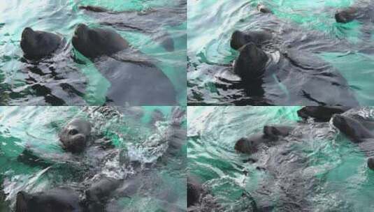 海狮高清在线视频素材下载