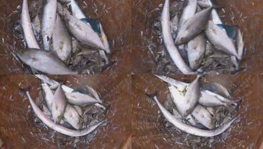 海鲜食材海产品渔获2高清在线视频素材下载
