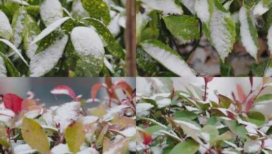 雪花下雪雪景高清在线视频素材下载