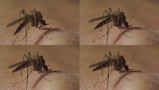 雌性蚊子与它的腹部充满红色的血液是吸出一高清在线视频素材下载