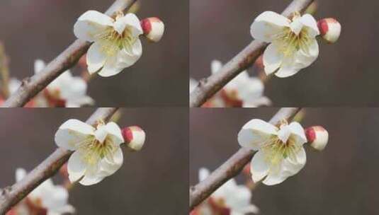 阳光轻轻摇摆梅花 立春花开微风 微距特写高清在线视频素材下载