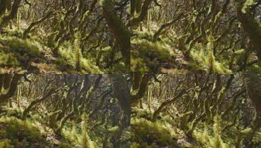 森林秘境深处阳光照射树干青苔魔法森林高清在线视频素材下载