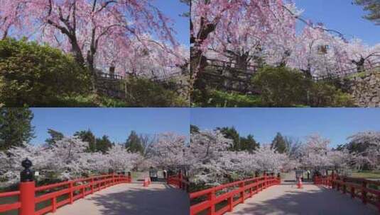 治愈蓝天粉色白色樱花日本晚樱实拍高清在线视频素材下载