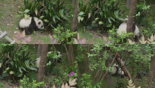 可爱的两只大熊猫幼崽在一起玩耍嬉戏打架高清在线视频素材下载