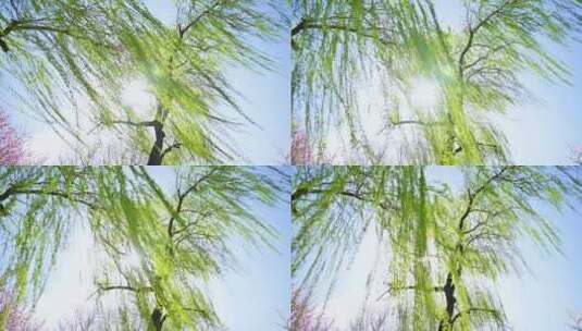 春天柳树垂柳生长绿色发芽仰视逆光特写高清在线视频素材下载