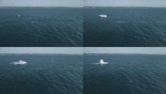 座头鲸跳跃并突破水面并溅起水花的航拍高清在线视频素材下载