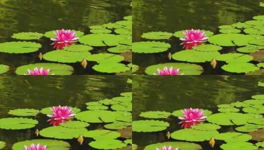 夏天池塘中的睡莲花特写镜头高清在线视频素材下载