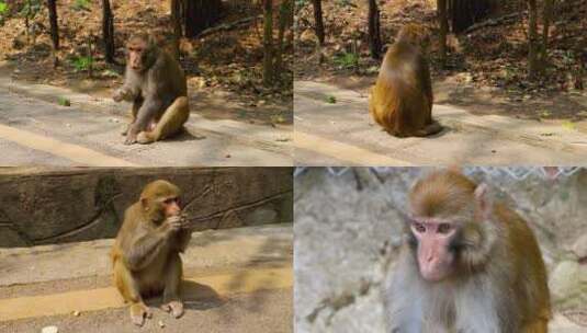 贵州省贵阳市云岩区黔灵山公园猴子高清在线视频素材下载