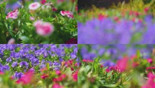 春天来了花朵盛开草木风景视频素材高清在线视频素材下载