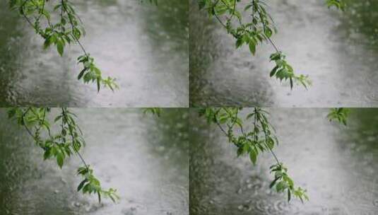 大雨雨水雨滴湖面波纹绿叶唯美意境高清在线视频素材下载