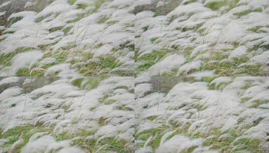 鄱阳湖候鸟芦苇高清在线视频素材下载