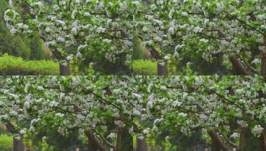 春天白色海棠花花瓣凋落高清在线视频素材下载