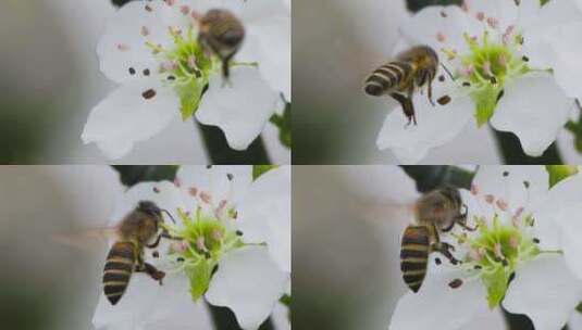 蜜蜂在梨花前飞舞的微距，升格特写高清在线视频素材下载