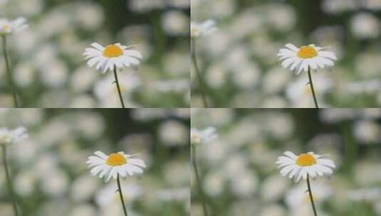 夏天的雏菊高清在线视频素材下载