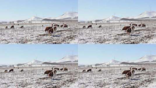 冬天雪地里的牛高清在线视频素材下载