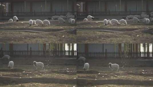 沙漠羊圈里的羊高清在线视频素材下载