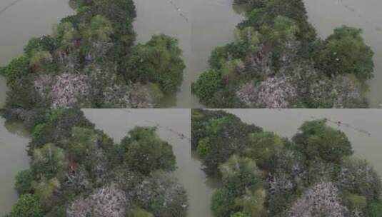 鸟群鸟岛惠州西湖航拍高清在线视频素材下载