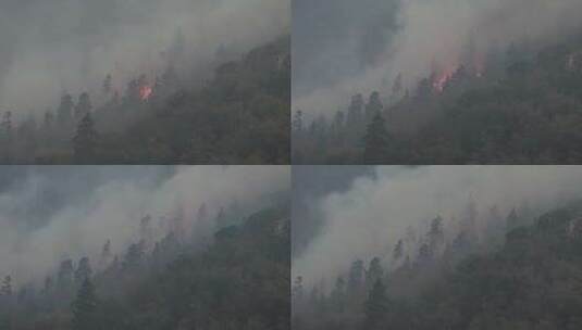 森林着火了森林里有烈火和浓雾高清在线视频素材下载