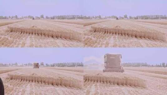 北方成熟的小麦麦田收获高清在线视频素材下载