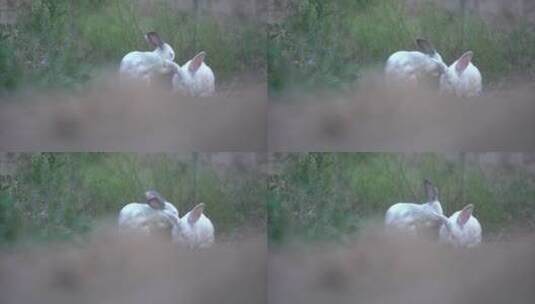 现代农村养殖兔子25帧原素材高清在线视频素材下载